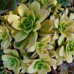 Aeonium Sun Dancer Cutting, Rare Variegated Succulent