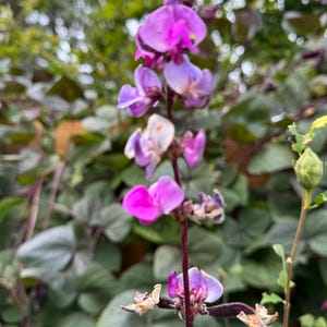 Könnte beinhalten: Nahaufnahme einer Hyazinthenbohnenpflanze mit leuchtend lila und rosa Blüten. Die Blüten sind entlang eines dunkelroten Stiels angeordnet, vor einem Hintergrund aus grünen Blättern und einem unscharfen Hintergrund.