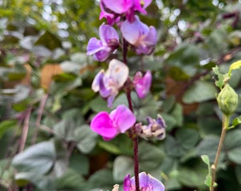 5 Heirloom Purple Hyacinth Bean Seeds