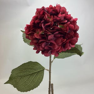 Burgunderrote und blau/türkisfarbene große Hortensie