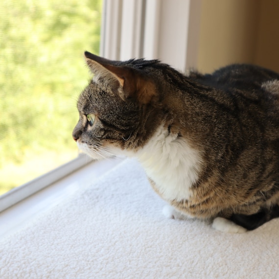 Whisker city foam window cheap perch