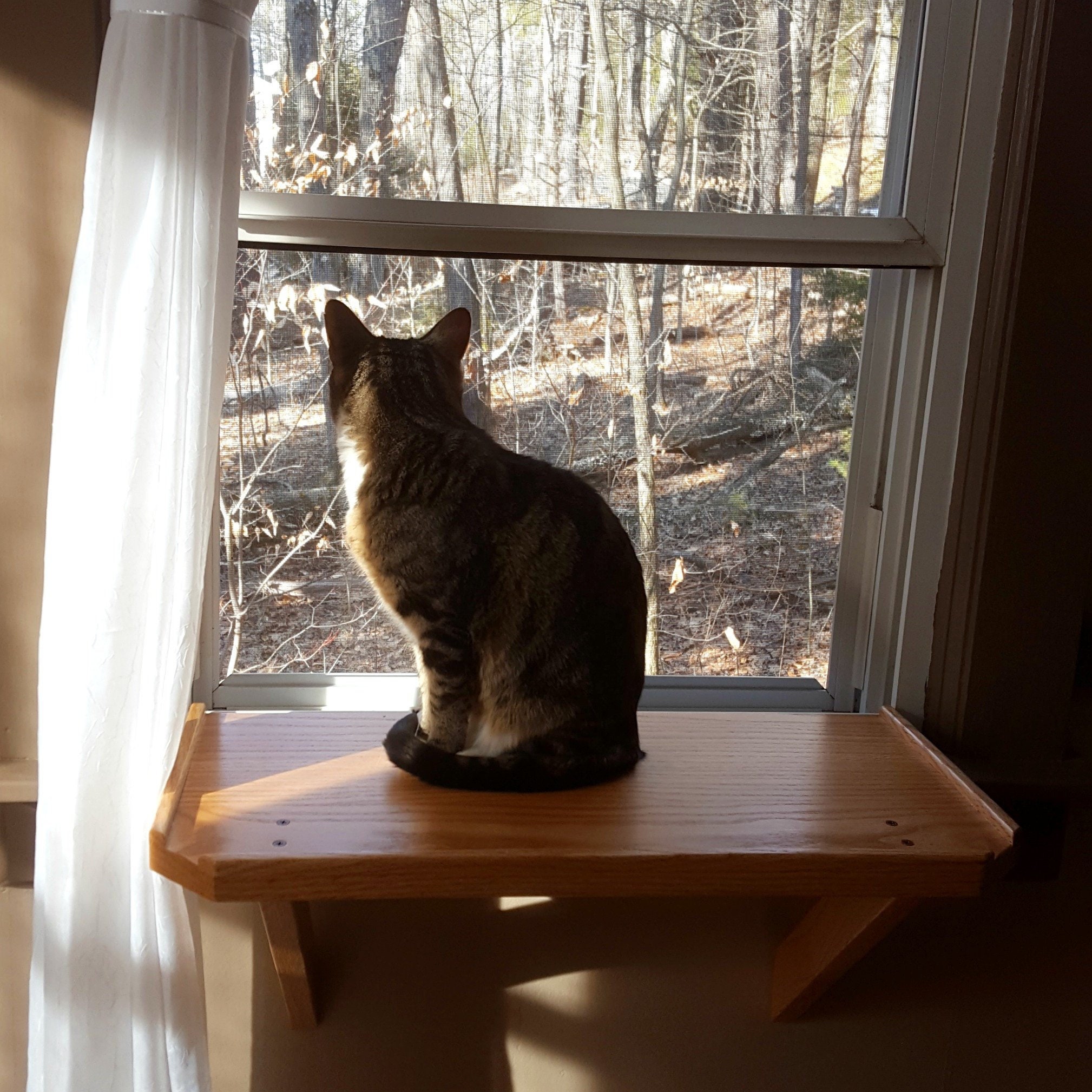  Cat Window  Perch Cat  Shelf Cat  Bed Red Oak Cat  Perch Etsy