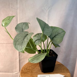 Scindapsus Platinum Java - Planta Exacta