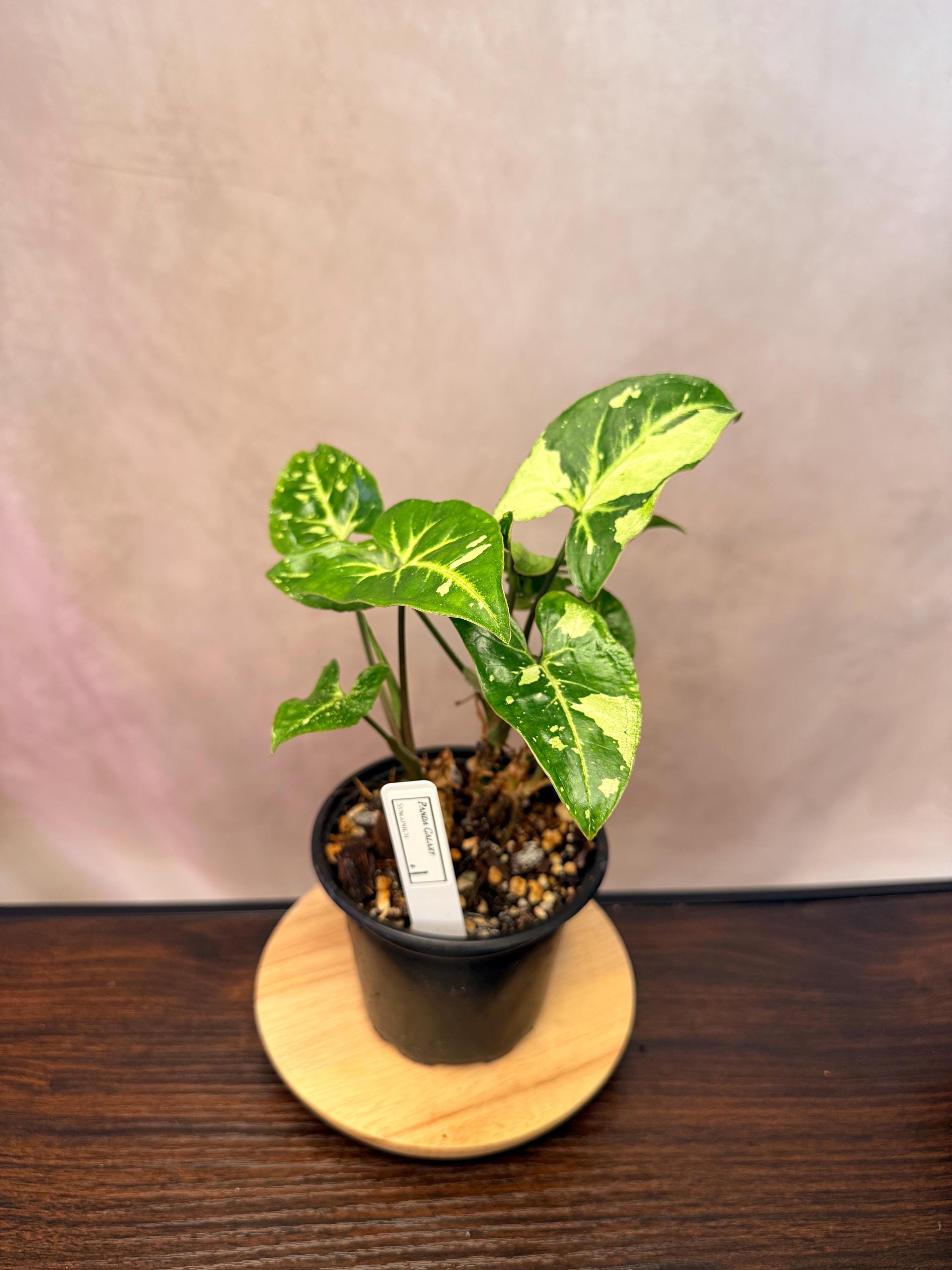 Galaxy Panda Syngonium - Etsy
