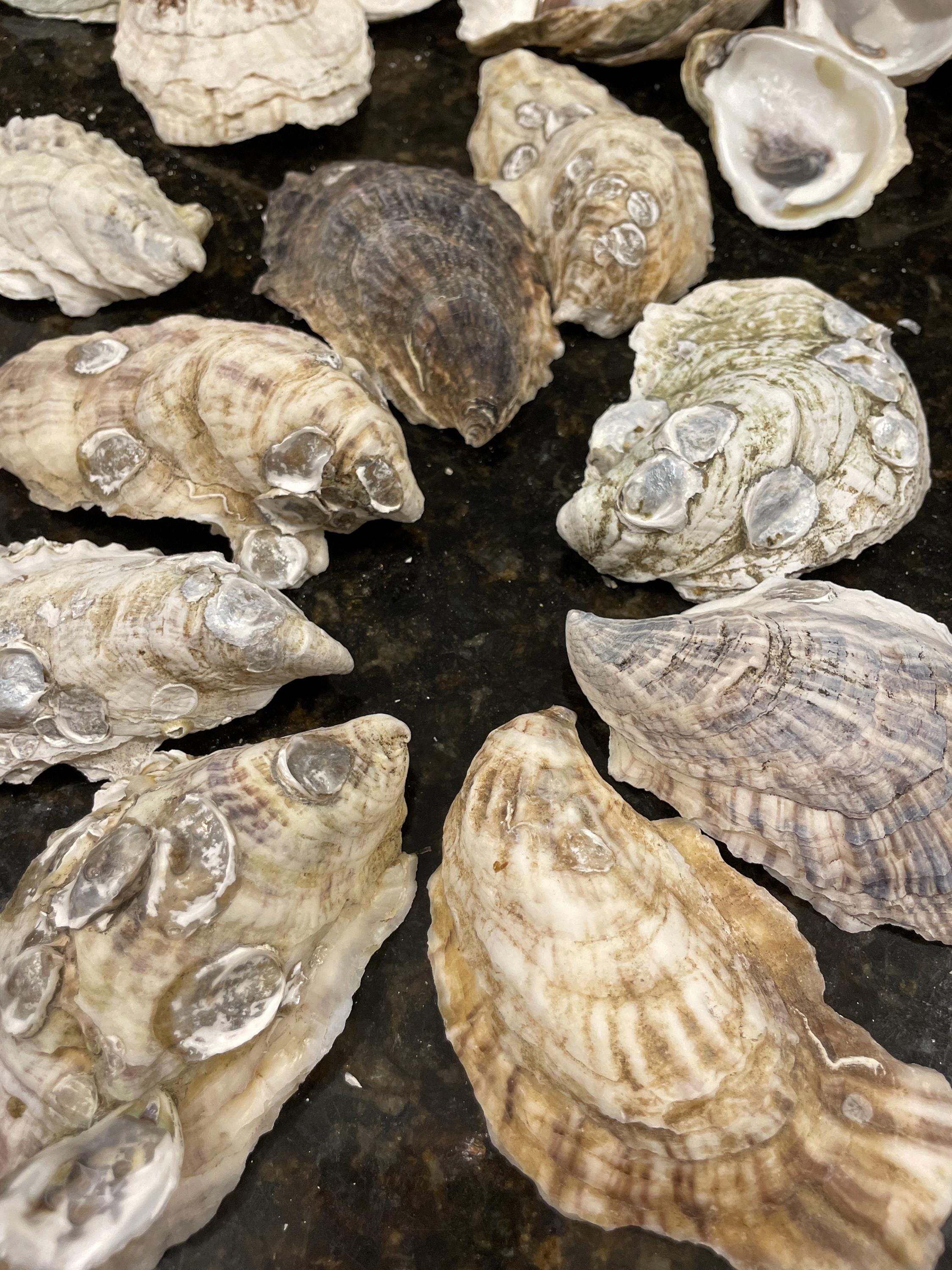 Large Oyster Shells for Crafts – 3 Inches and up – Any Quantity ...