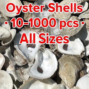 Beautiful Cape Cod Seashells – Perfect for Crafts and DIY Projects