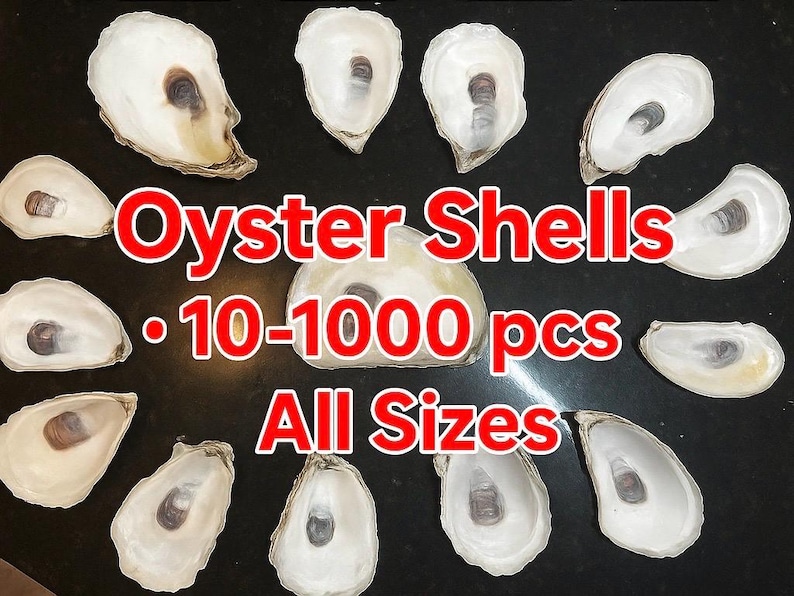 Natural Oyster Shells – Bulk Seashells for DIY Coastal Crafts - Etsy