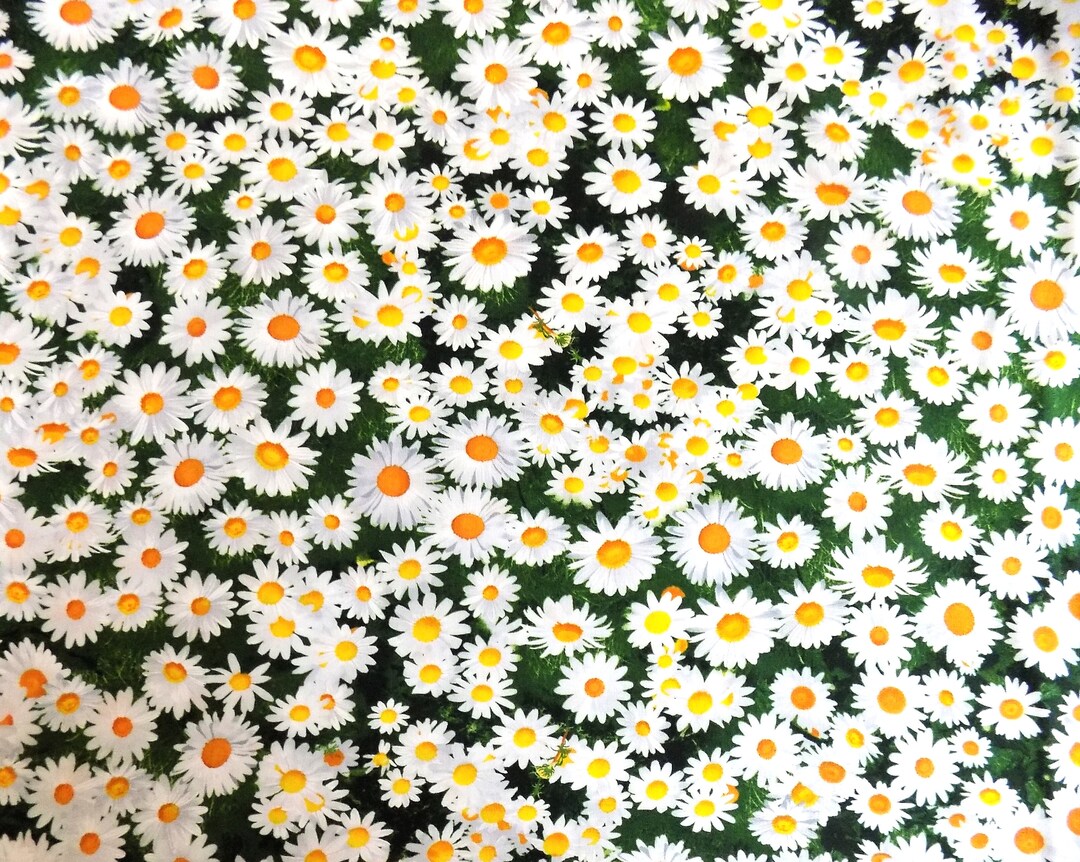 Timeless Treasures Daisy Fabric White Daises 100% Cotton Material by ...
