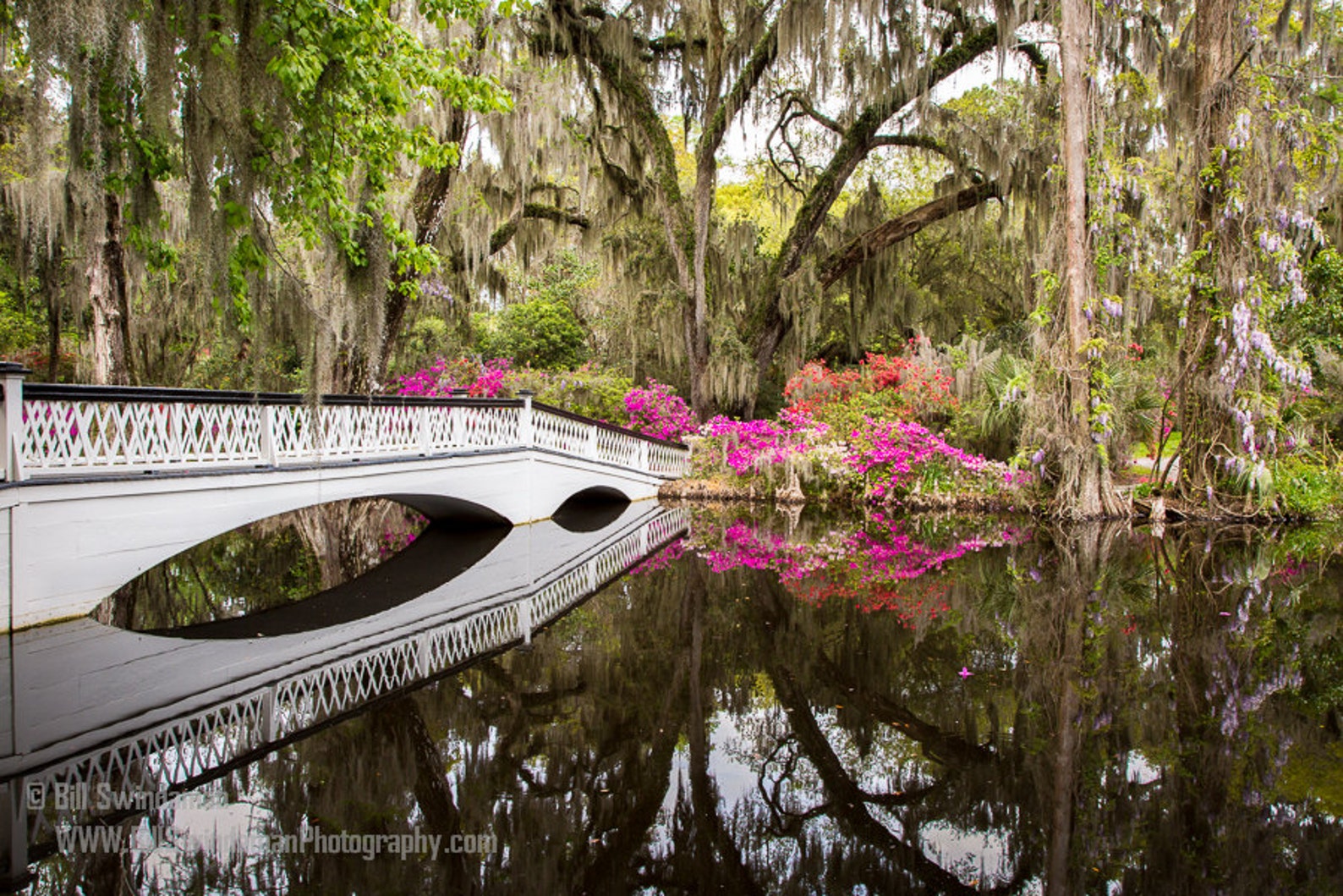Magnolia Gardens Foto Charleston South Carolina Etsy