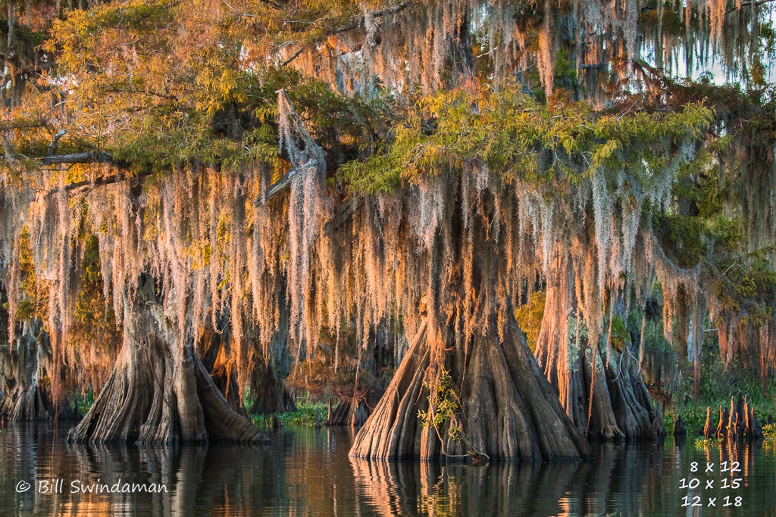 Louisiana Cypress Swamp Large Ancient Cypress Trees One Etsy