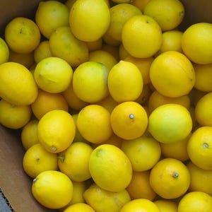 May include: A cardboard box overflowing with fresh, ripe lemons. The lemons are a vibrant yellow color, with some showing slight green hues. The image is a close-up, showcasing the texture and freshness of the fruit.