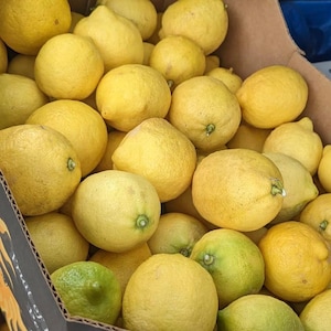 May include: A cardboard box overflowing with fresh lemons and a few limes. The lemons are a bright yellow color, with a few green limes mixed in. The fruit is ripe and ready to eat.