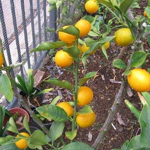 3 UNROOTED Cuttings/Scions/Budwood Sweet Round Kumquat Meiwa Graft/Roots (only)