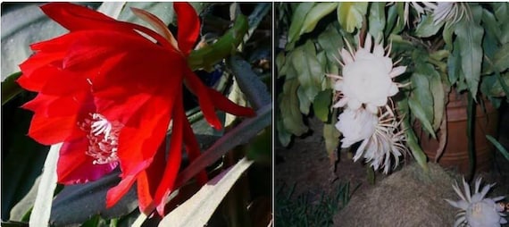 Two 8" Cuttings Freshly Cut to Order Epiphyllum Orchid Cactus: One for Big Red and One for Big White Flower (Queen of The Night)
