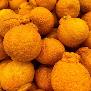 May include: A close-up shot of a pile of bright orange citrus fruit. The fruit has a bumpy, textured skin and a round shape, with some having a distinctive knob-like top. The fruits are densely packed together, filling the frame.