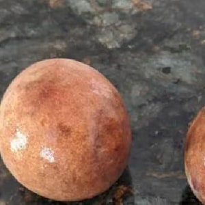Fresh 2 Big Reed Avocado Pit/Seeds Harvest from Fallbrook California, Avocado Capital of The World