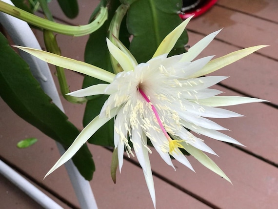 3 Epiphyllum Orchid Cactus Night Blooming Cereus Hookeri Strictum cuttings