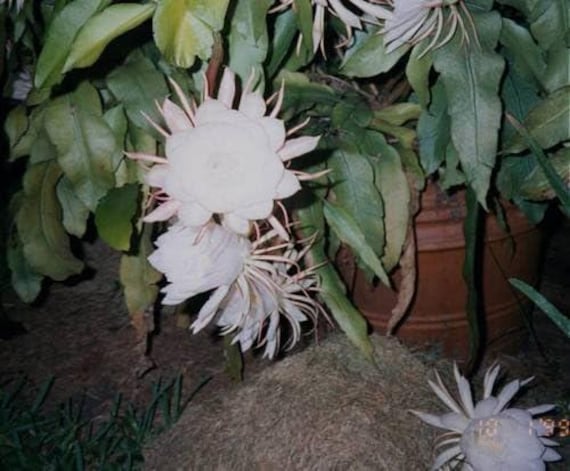 Four (4) Orchid Cactus (Epiphyllum) 8" Fresh Cuttings: 2 for White and 2 for Red Flower