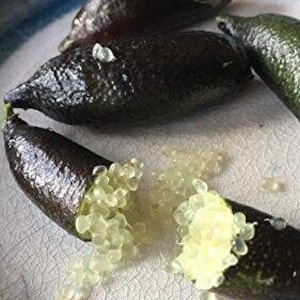 May include: Close-up of several finger limes, some whole and others cut open, revealing translucent, caviar-like vesicles. The limes are dark green to brown, with a textured surface. They rest on a white plate with a blue rim.