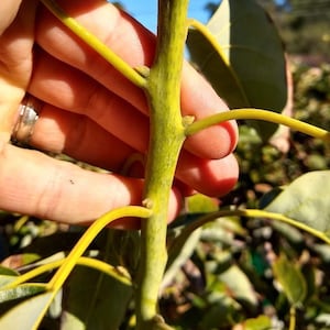 May include: A green avocado plant stem with thin, light green petioles extending from the main stalk. The stem features small, rounded nodes where the leaves attach, showcasing a smooth, textured surface under bright, natural sunlight.