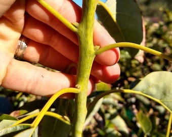 5 Fresh Reed Cuttings Scions from Mature Avocado Tree Plant Grown in Fallbrook California, The Avocado Capital of The World