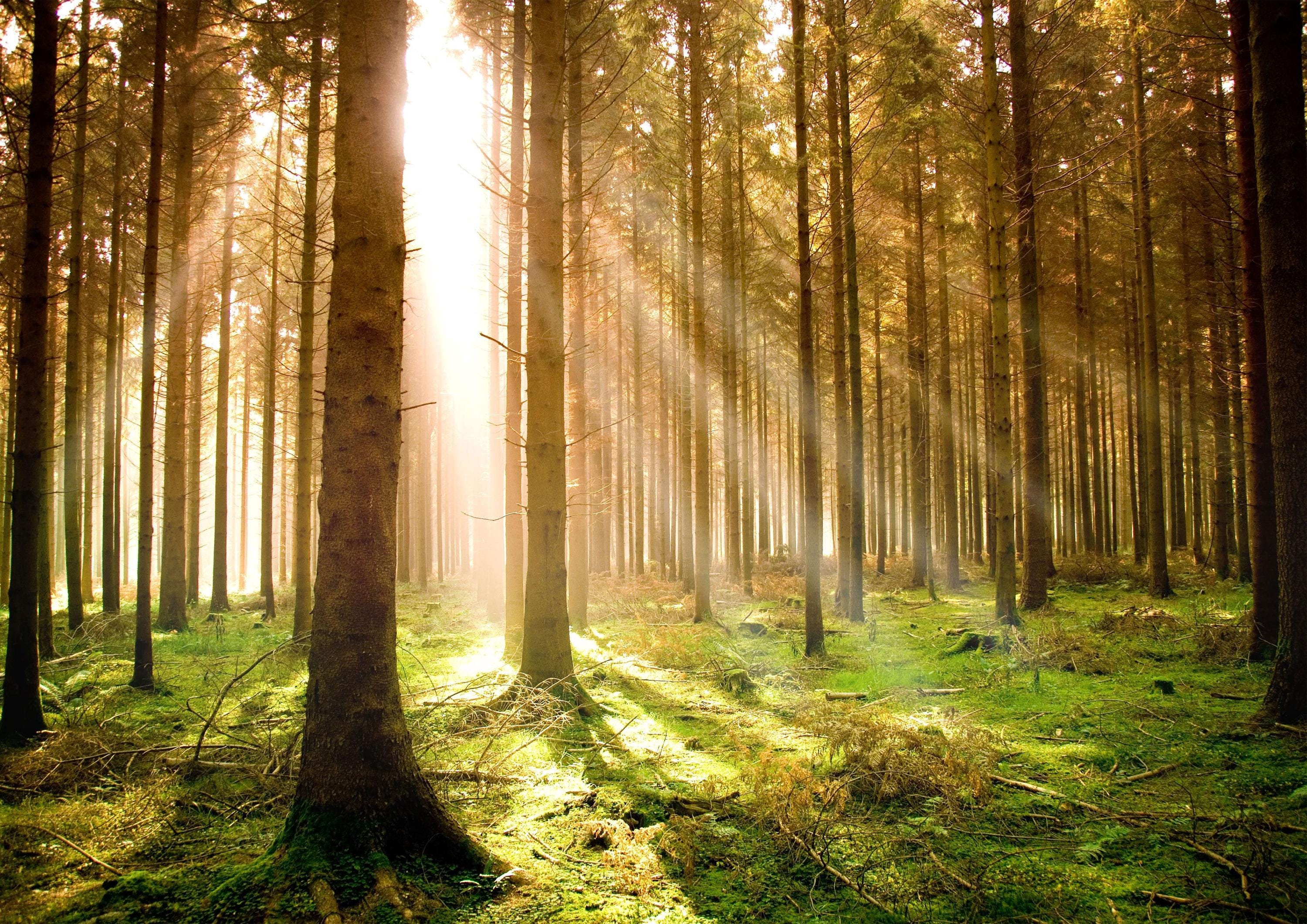 Forest at Dawn Woodland Giant Poster - A4 A3 A2 A1 Sizes - Etsy UK