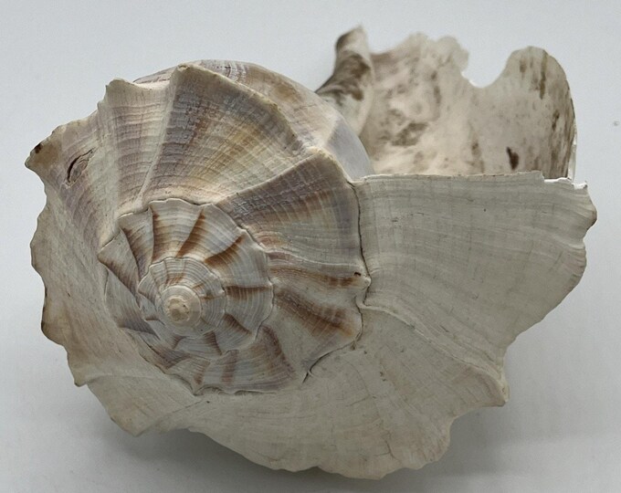 Vintage Lightning Whelk? Conch Shell Nautical Sea Shell Decor 9”x5”