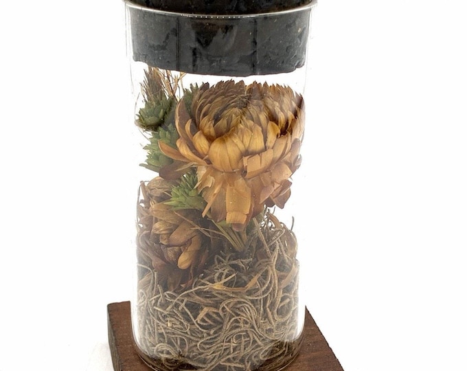 Vintage Dried Flower Botanical Display Glass Cylinder Wood Base 5” Curiosity