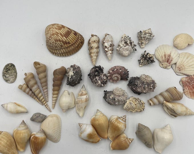 Natural Sea Shell Lot 37 Mixed Shells Coastal Crafts Beach Decor Supplies
