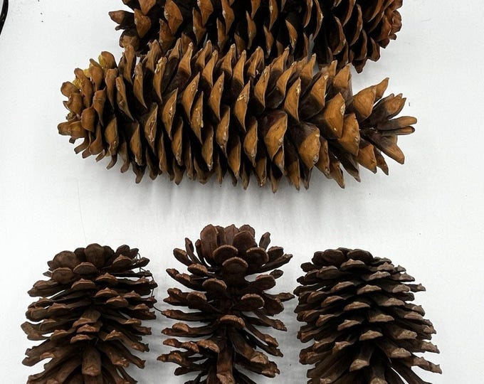 Large Natural Pinecone Lot 5 Sugar Pine Ponderosa 5-9” Wreath Craft Decor