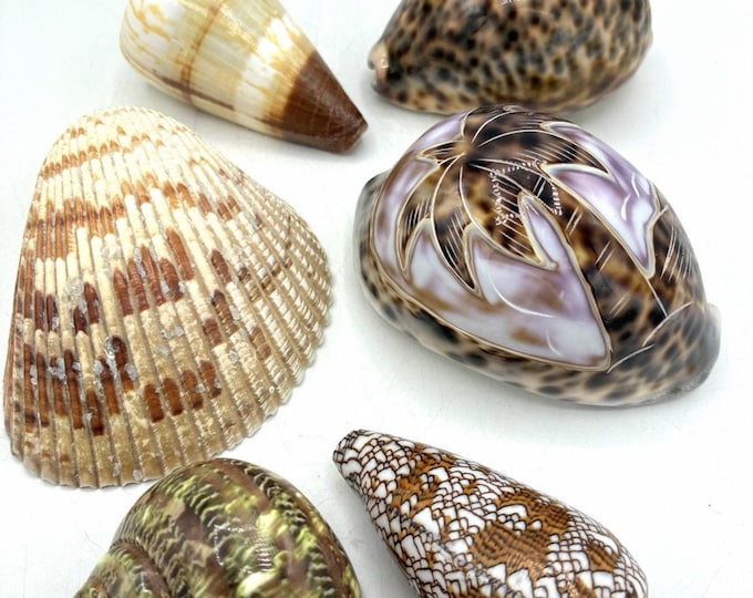 Large Natural Seashell Collection – Cowrie Cone Turban Coastal Decor Lot of 6
