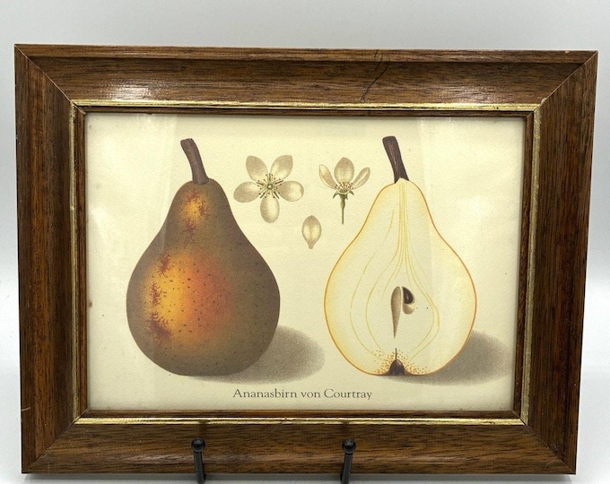 Lillian Vernon Framed Botanical Pear Print Ananasbirn von Courtray Kitchen Art