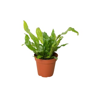 May include: A potted green fern plant with long, narrow leaves in a brown plastic pot.