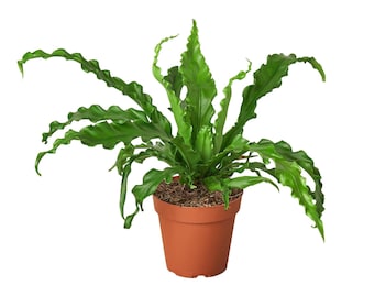 Bird’s Nest 'Victoria' Fern - Victoria's Secret Fern: Tropical Easy-Care Houseplant