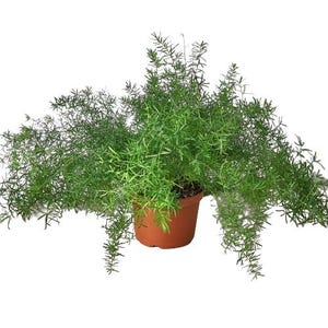 May include: A potted green asparagus fern plant with long, thin leaves. The plant is in a brown plastic pot.