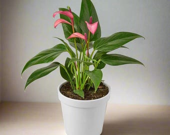 Anthurium 'Purple' - Purple Majesty: Exotic Heart-Shaped Houseplant