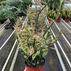 May include: A variegated houseplant with green and white leaves and red stems in a red plastic pot. The plant is in a greenhouse setting.