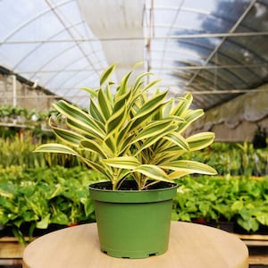 May include: A potted plant with green and yellow striped leaves. The plant is in a green plastic pot.