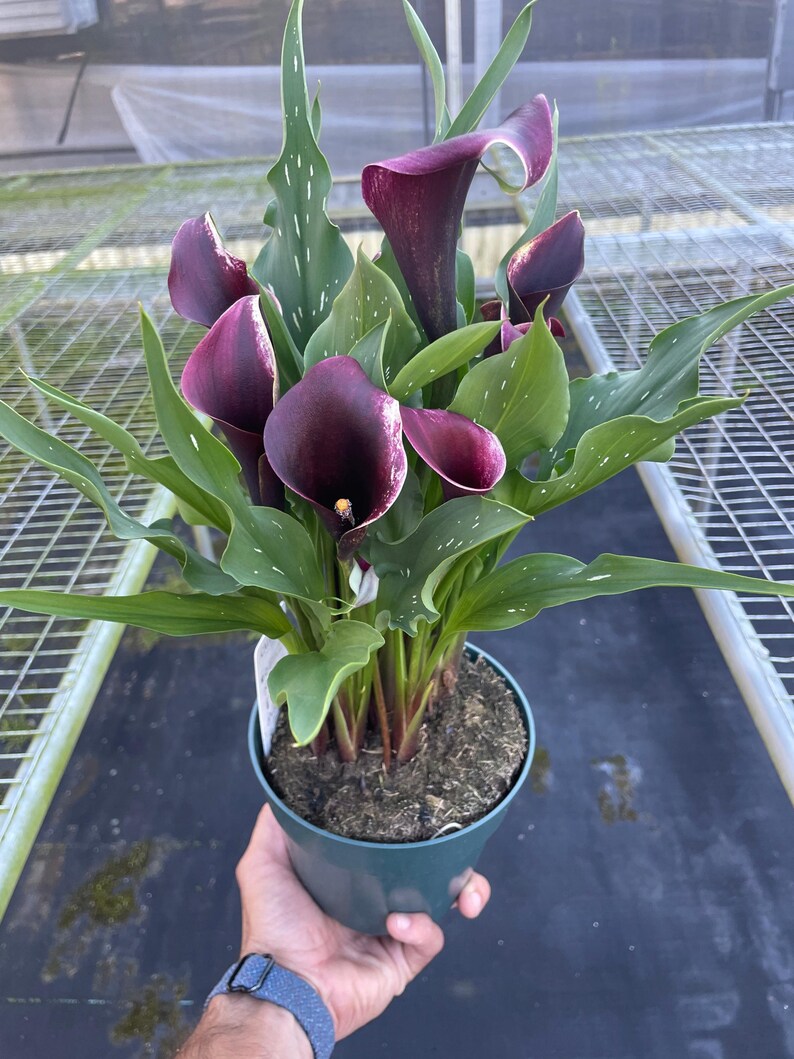 Calla Lily - Colorful Callas: Versatile Indoor & Outdoor Flowering ...
