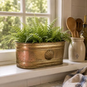 May include: An oval-shaped brass planter with a weathered, metallic finish and a raised shell motif on the front. The planter is filled with a lush, vibrant green fern plant, featuring delicate, feathery fronds that extend outward from the centre.