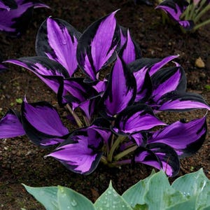 Puede incluir: Primer plano de una planta de hosta con hojas grandes y vibrantes. Las hojas presentan una llamativa combinación de morado intenso y negro, con un patrón contrastante. La planta está en el suelo, rodeada de tierra y otras plantas verdes.