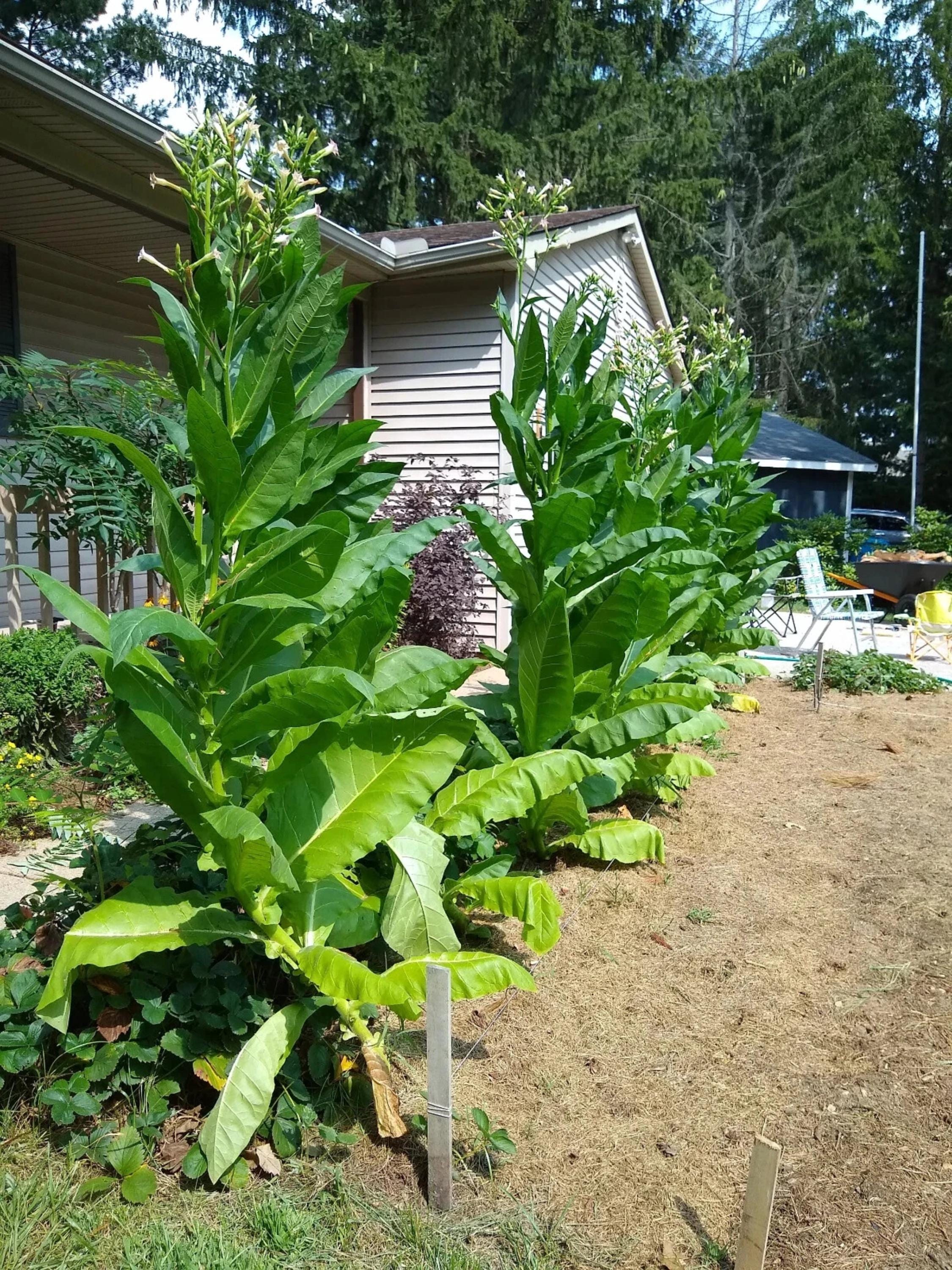 Home Grown Tobacco