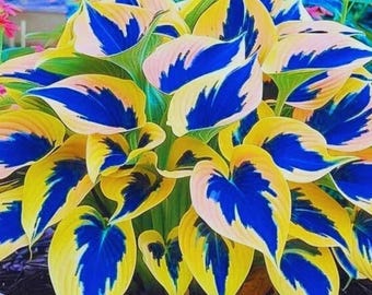Semillas de flores de hosta, 200 unidades, color amarillo y azul – Planta perenne de sombra
