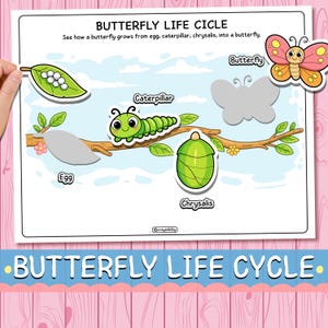 Peut inclure: Un schéma éducatif illustrant le cycle de vie du papillon. Il montre les étapes d'œuf, de chenille, de chrysalide et de papillon. Le texte « BUTTERFLY LIFE CYCLE » est présent. L'image est sur fond blanc.