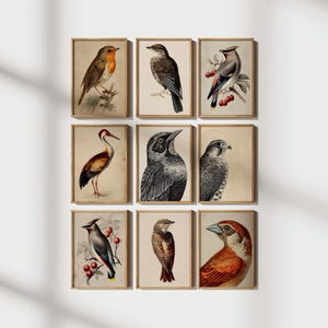 Set of 9 Vintage Bird Prints, Ornithology Wall Art Collection, Antique Bird Illustrations, Nature Gallery Wall | Digital Prints