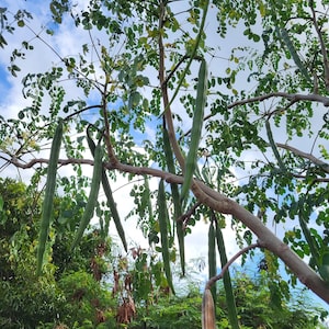 100 Moringa Kalamungay Seeds