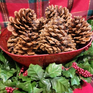 24 Natural Organic PONDEROSA PINE Pinecones: 3&quot;-4&quot; Hand gathered in Nature! Rustic Wedding, Crafts, Fall Decor, Christmas decor, *New Seller