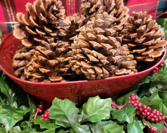 12 Large Natural Organic PONDEROSA PINE Pinecones: 4"-5" size Hand gathered in Nature! Crafts, Fall Decor, Christmas decor **Fast Shipping!