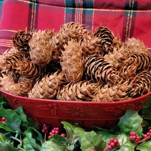 50 Natural Organic DOUGLAS FIR Pinecones: Hand gathered in Nature! Rustic Wedding, Crafts, Fall Decor, Christmas decor, Ships from USA