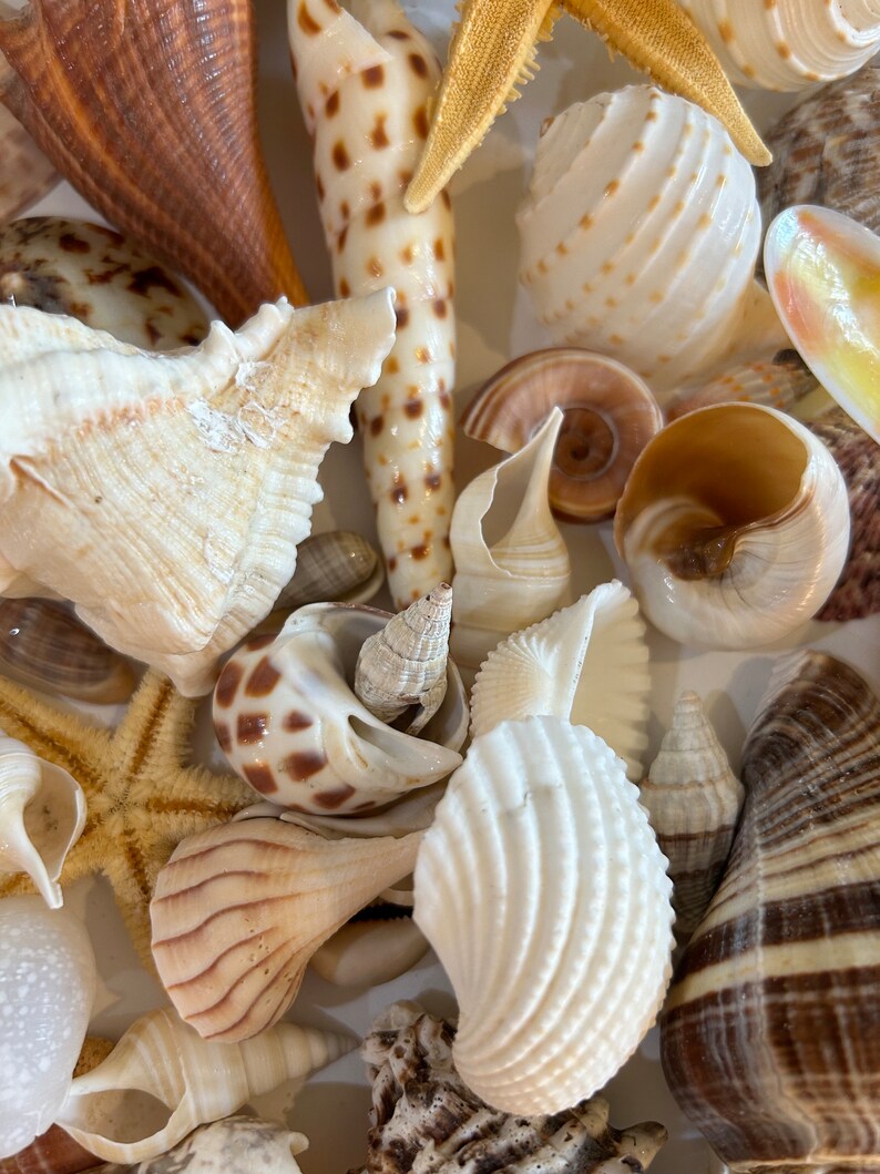 Sea Shell Collection Cowrie Murex Clam Olive Turkey Moon Great ...